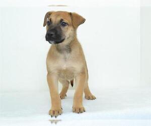 German Shepherd Dog-Unknown Mix Dogs for adoption in Oroville, CA, USA