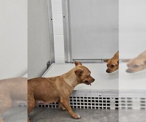 Chihuahua-Unknown Mix Dogs for adoption in Temple, TX, USA