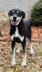 Medium Photo #1 Labrador Retriever-Unknown Mix Puppy For Sale in Little Rock, AR, USA