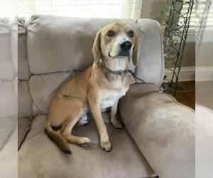 Labrador Retriever Dogs for adoption in Pendleton, NY, USA