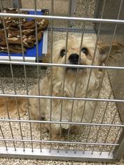 Shih Apso Dogs for adoption in Martinsburg, WV, USA