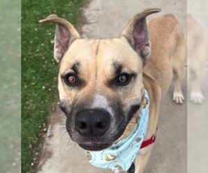 Black Mouth Cur Dogs for adoption in Santa Barbara, CA, USA