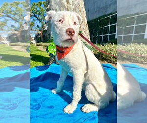 Mutt Dogs for adoption in Menifee, CA, USA