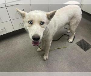 Siberian Husky Dogs for adoption in HESPERIA, CA, USA