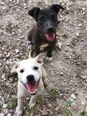 Jack Russell Terrier-Labrador Retriever Mix Dogs for adoption in Essex, VT, USA