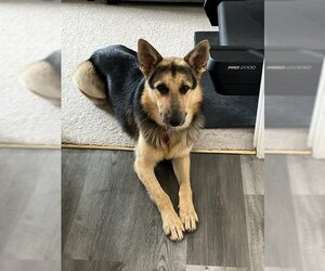 German Shepherd Dog-Unknown Mix Dogs for adoption in Denton, TX, USA