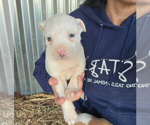 American Pit Bull Terrier-Catahoula Leopard Dog Mix Dogs for adoption in Frankenmuth, MI, USA
