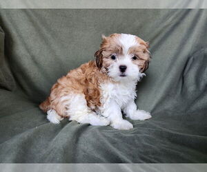 Maltese-Poodle (Toy) Mix Dogs for adoption in Pacolet, SC, USA