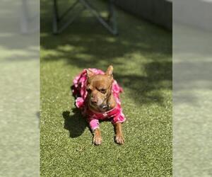 Chihuahua Dogs for adoption in San Martin, CA, USA
