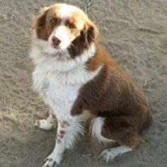 Border-Aussie Dogs for adoption in Paso Robles, CA, USA