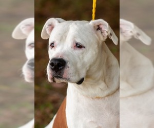 American Pit Bull Terrier Dogs for adoption in Johnson City, TN, USA