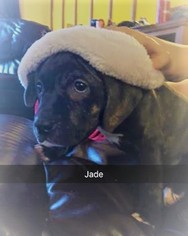 Medium Photo #1 American Staffordshire Terrier-Labrador Retriever Mix Puppy For Sale in Oskaloosa, IA, USA