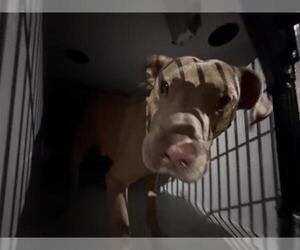 Mutt Dogs for adoption in Houston, TX, USA