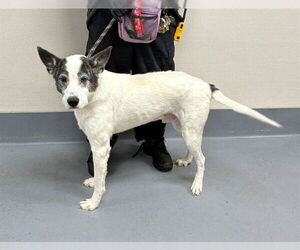 Border Collie Dogs for adoption in Louisville, KY, USA