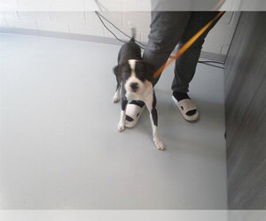 American Pit Bull Terrier Dogs for adoption in Ocala, FL, USA