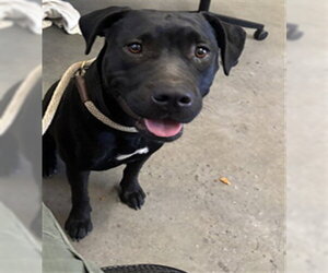 Labrador Retriever-Unknown Mix Dogs for adoption in Camarillo, CA, USA