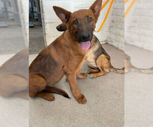 German Shepherd Dog Dogs for adoption in San Bernardino, CA, USA