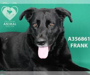 Labrador Retriever-Unknown Mix Dogs for adoption in Stockton, CA, USA
