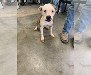 American Pit Bull Terrier Dogs for adoption in Fairfield, IL, USA