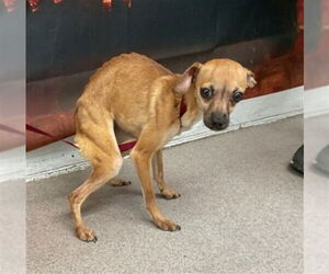 Chihuahua Dogs for adoption in San Bernardino, CA, USA