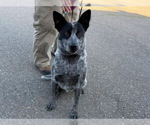 Mutt Dogs for adoption in Petaluma, CA, USA