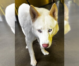 Siberian Husky Dogs for adoption in Forestville, MD, USA