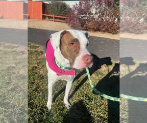 American Pit Bull Terrier-Irish Setter Mix Dogs for adoption in Incline Village, NV, USA