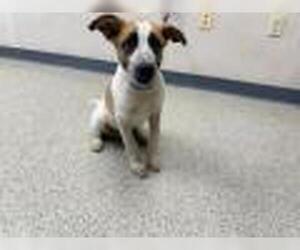 Texas Heeler-Unknown Mix Dogs for adoption in Visalia, CA, USA