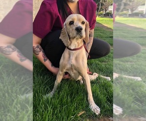 Cocker Spaniel Dogs for adoption in Menifee, CA, USA