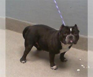 Bulldog-Unknown Mix Dogs for adoption in Las Vegas, NV, USA
