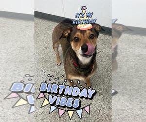 Beagle-Spaniel Mix Dogs for adoption in Los Angeles, CA, USA