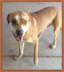 Bullmastiff Dogs for adoption in Pampa, TX, USA