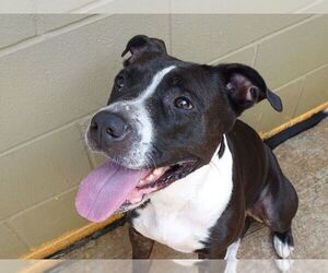 American Staffordshire Terrier Dogs for adoption in Athens, AL, USA