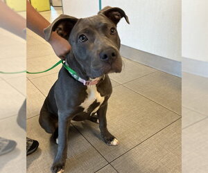 American Pit Bull Terrier Dogs for adoption in Rancho Cucamonga, CA, USA