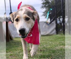 German Shepherd Dog-Unknown Mix Dogs for adoption in San Antonio, TX, USA