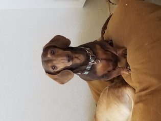 Dachshund-Unknown Mix Dogs for adoption in Anaheim Hills, CA, USA