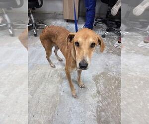 Mutt Dogs for adoption in Brewster, NY, USA