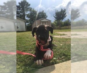 Labralas Dogs for adoption in Orangeburg, SC, USA