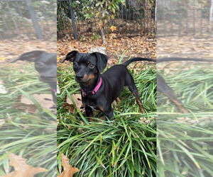 Chipin Dogs for adoption in Alexander, AR, USA