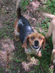 Beagle Dogs for adoption in Rutherfordton, NC, USA