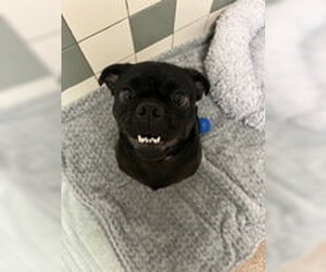 Pug Dogs for adoption in Salinas, CA, USA