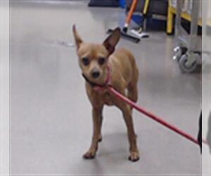 Chihuahua Dogs for adoption in Denver, CO, USA