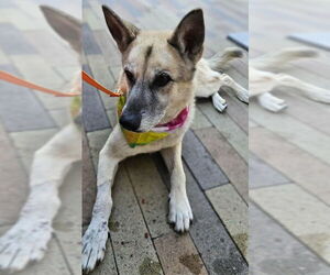 German Shepherd Dog-Unknown Mix Dogs for adoption in Las Vegas, NV, USA