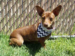 Chihuahua Dogs for adoption in Norco, CA, USA