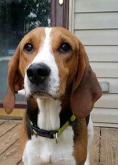 Treeing Walker Coonhound Dogs for adoption in Brownsboro, AL, USA