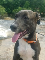Mutt Dogs for adoption in North Creek, NY, USA