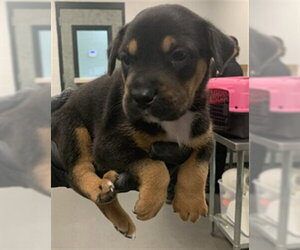 German Shepherd Dog-Unknown Mix Dogs for adoption in Corpus Christi, TX, USA