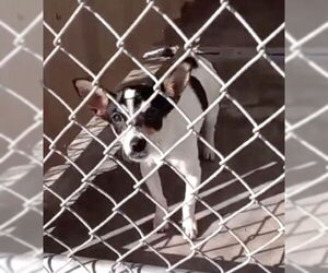 Rat Terrier-Unknown Mix Dogs for adoption in Grafton, WI, USA