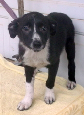 Border Collie Dogs for adoption in Birch Tree, MO, USA