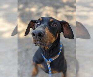 Doberman Pinscher Dogs for adoption in Woodland, CA, USA